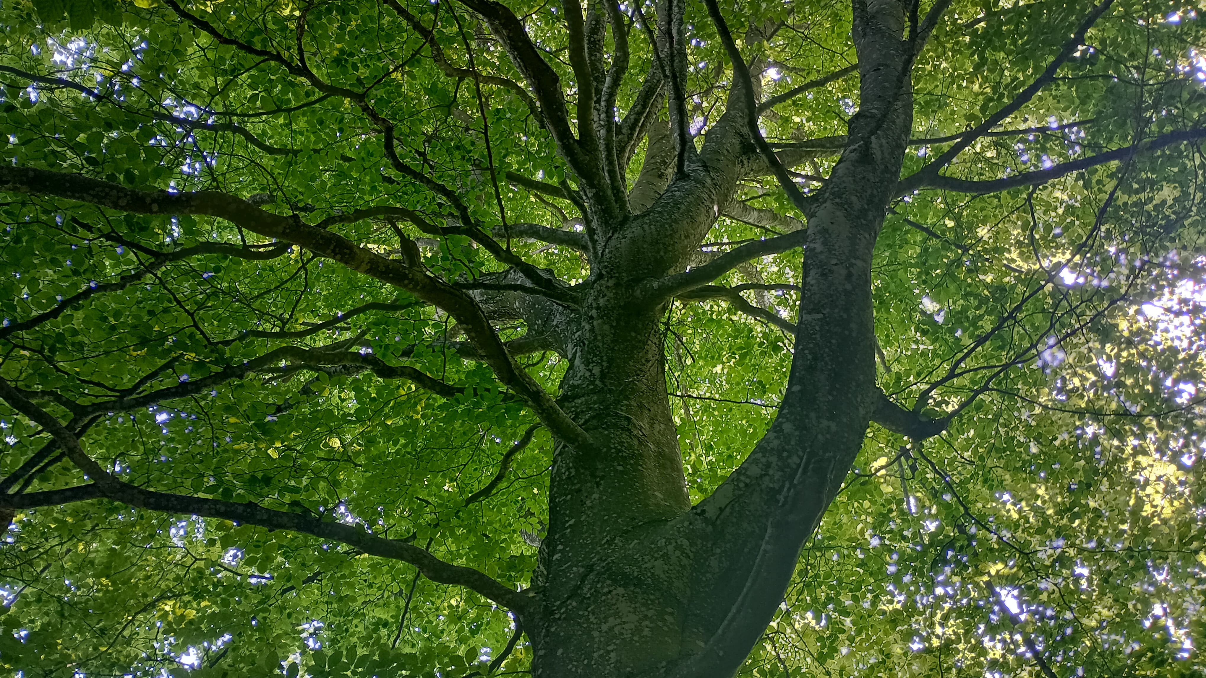 Programme Arbres remarquables