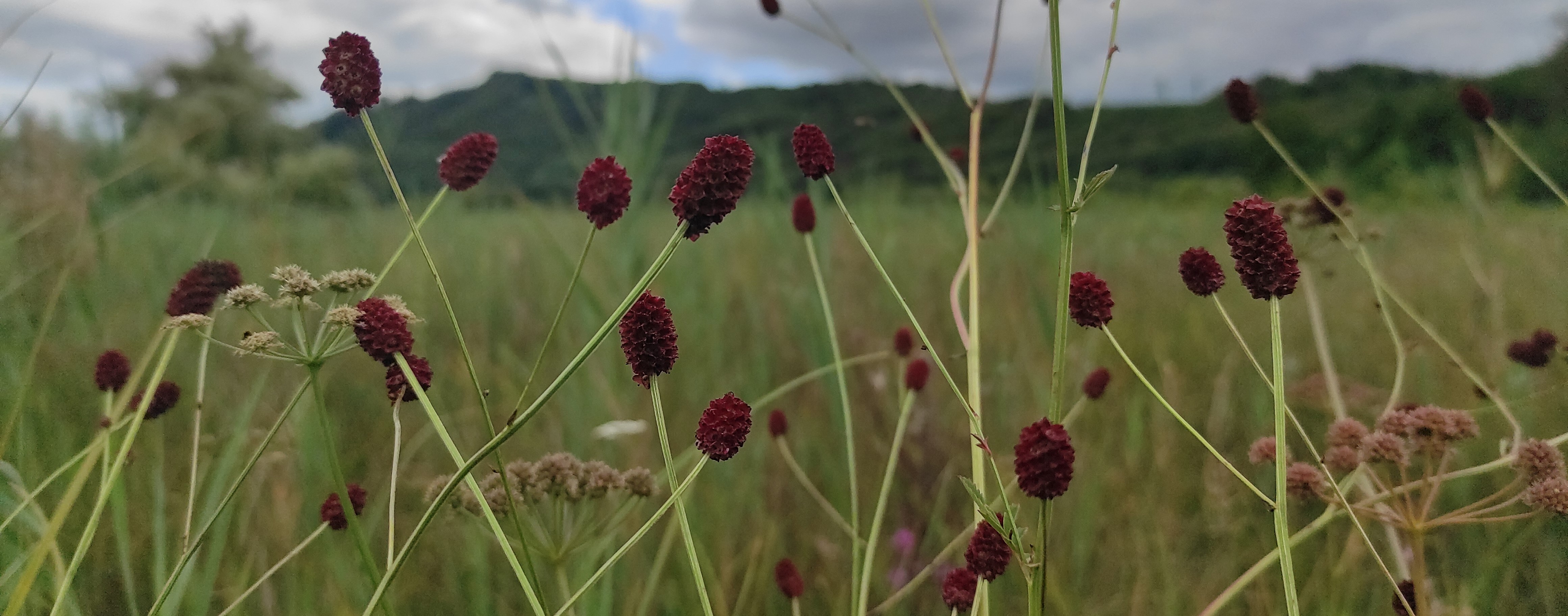 Programme Recherche de la Sanguisorbe officinale