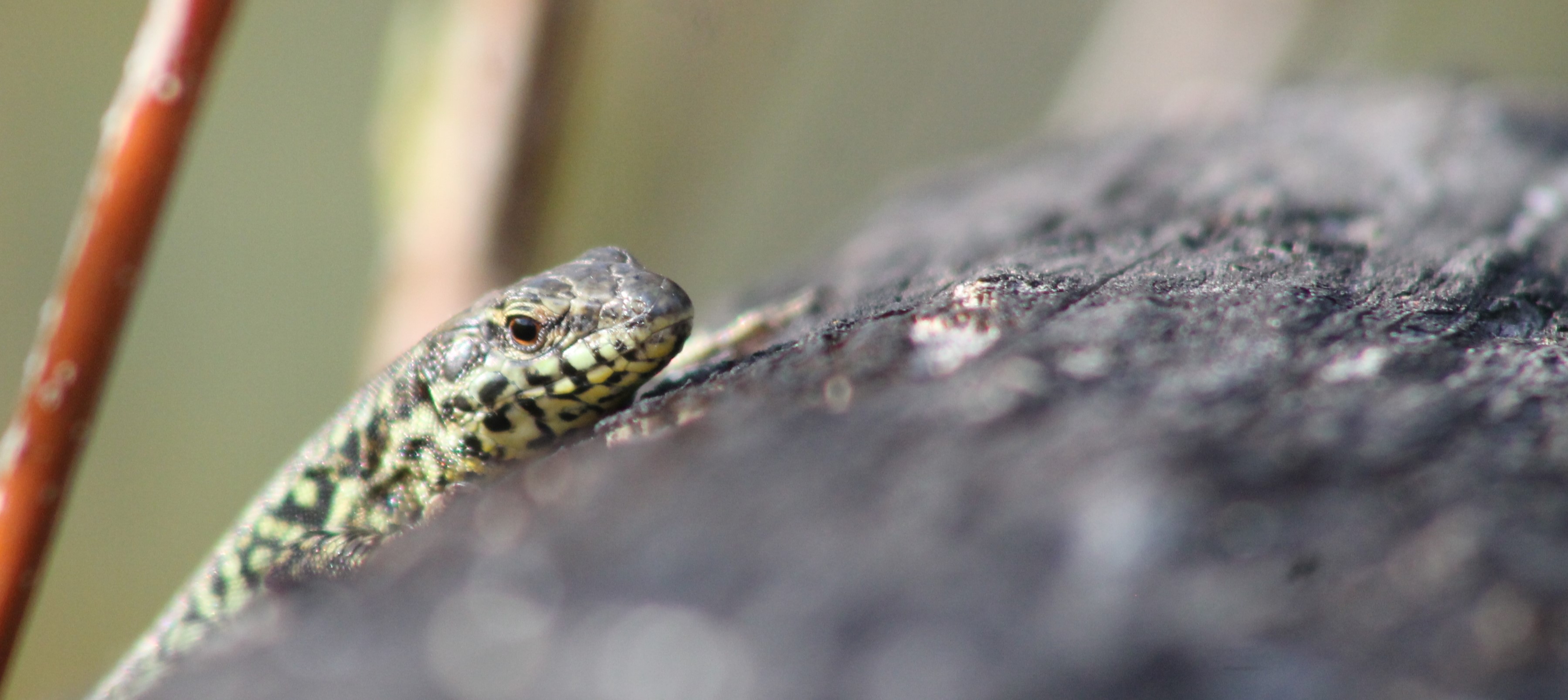 Programme Mission Reptiles